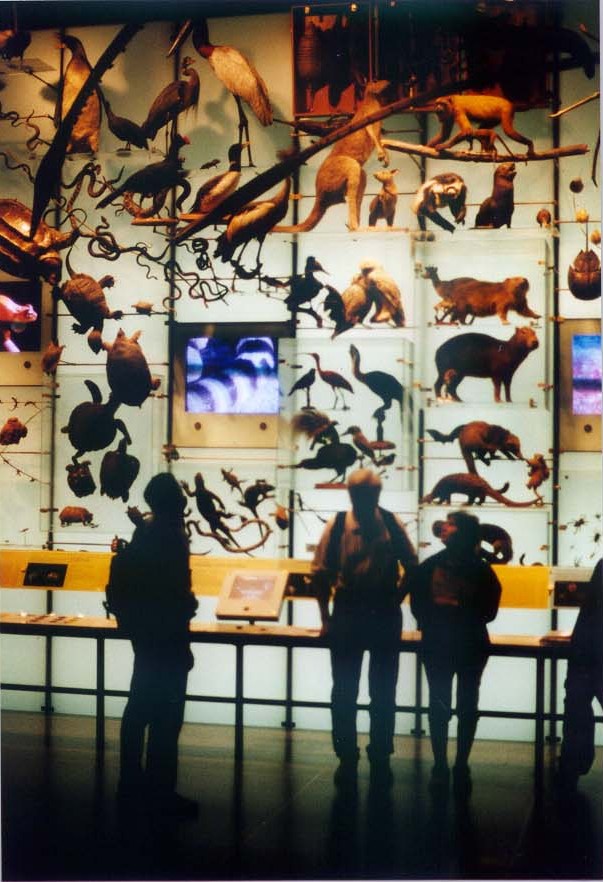 New York - Natural History Museum