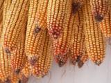 12x zoom kukorica csvek az eresz alatt, 2013 Kb