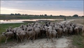 palinkas-joreggelt.jpg