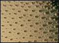 pattern1.jpg
